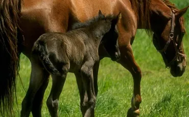 Quiz Chevaux