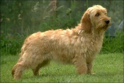 Quelle est la race du chien de la photo ?