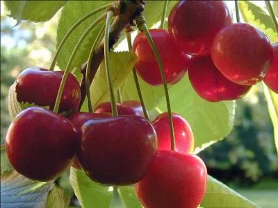 Trouvez ce qui peut tre de nerfs, cardiaque ou de conscience. Quelle lettre devez-vous y ajouter pour crire le nom de ce fruit ?