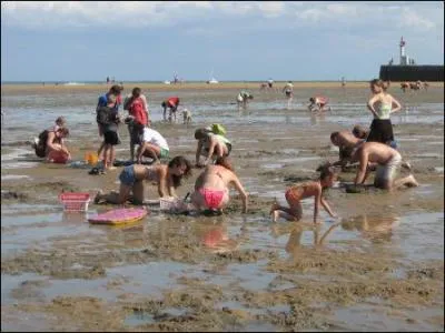 Quel est le nom de la pche  pied en Normandie et en Picardie ?