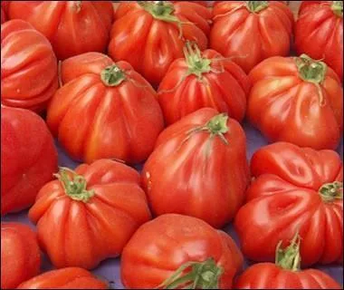 Quel est ce type de tomate ?