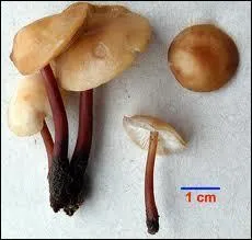 Commenons la cueillette par ces champignons. Dois-je les cueillir ?