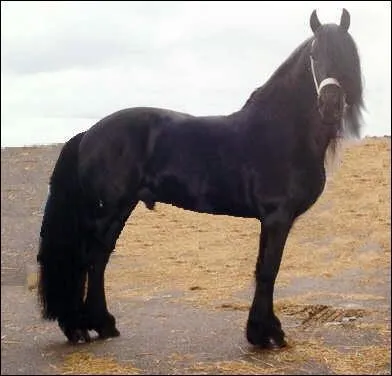 De quelle race est ce cheval ?