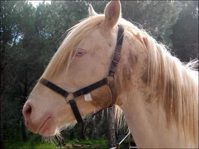 Quelle est la robe de ce cheval ?