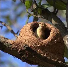 L'oiseau national de l'Argentine est le furnarius rufus, on le retrouve dans toutes les villes de ce magnifique pays. Mais d'o vient son nom ?