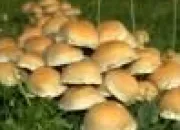 Quiz Les champignons