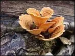 Qu'est ce qu'un polypore ?