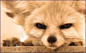 Le fennec est un canid assez spcial. Pourquoi ?