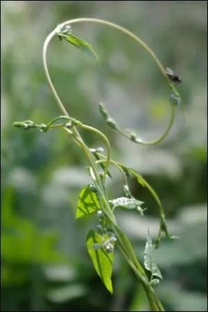 Quel est le nom de cette plante ?