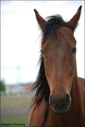 Quelle est la robe de ce cheval ?