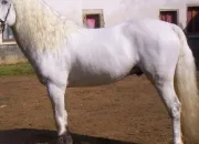 Quiz La robe des chevaux