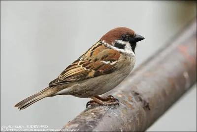 Un pierrot dsigne familirement un oiseau, lequel ?