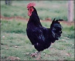 Comment s'appelle cette race de poules, originaire du Centre de la France ?