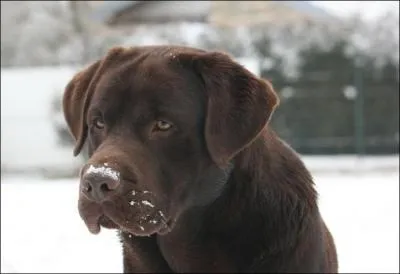 Quel crivain disait de son chien :  Clment a partag ma vie, je trouve a mouvant cette confiance, le chien dpose sa vie