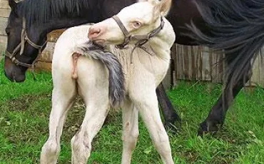 Quiz Chevaux