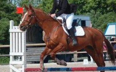 Quiz Equitation