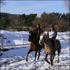 Combien d'allures un cheval a-t-il ?