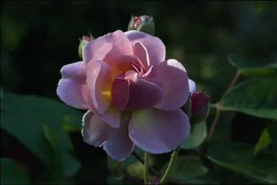 Ces roses doubles, assez petites, mais nombreuses et parfumes, se dclinent du rose  l'abricot. Elles portent le prnom de la mre des Gracques :