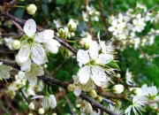 Quiz Des plantes qui piquent