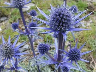 Comment s'appelle cette plante piquante dont l'ne est friand ?