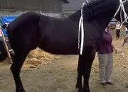 Quiz Races de chevaux de trait