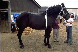 Quelle est la race du cheval ci-dessous ?