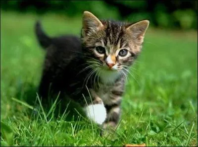 Un chaton, c'est un animal mignon, mais c'est aussi un mot qu'on peut utiliser quand on parle...