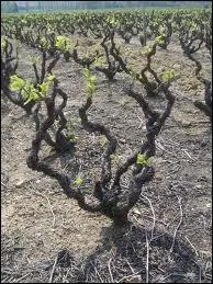 Il existe plusieurs faons de tailler la vigne. Sur cette photo, vous reconnaissez :