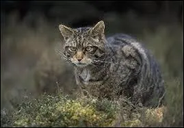 Quel est le deuxime nom du chat sauvage ?