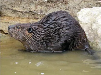 Commenons par la grande question classique : comment s'appelle cet animal, le deuxime plus grand rongeur au monde mesurant jusqu' 1, 2 m ?