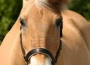 Quiz Quelle est cette race de poney ? (Facile)