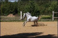 Quiz Equitation