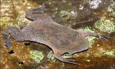 Cette grenouille est plate comme une limande, connaissez-vous son nom ?