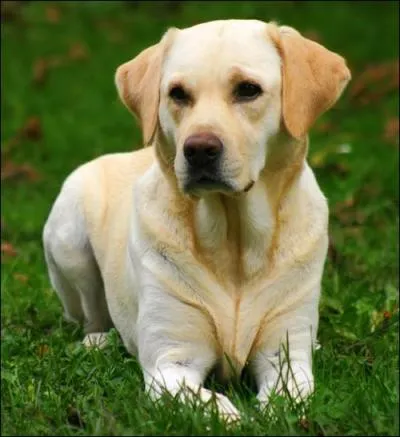 Quelle est la race de ce chien ?