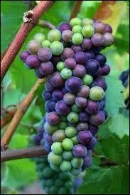 Quel stade phnologique de la vigne vous voque cette photo ?