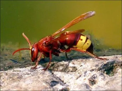 Cet insecte est une gupe Pepsis.