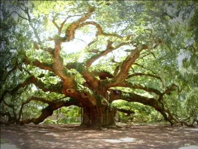 Les Etats-Unis ont dsign le chne comme leur arbre national. Comment dit-on chne en anglais ?