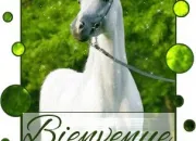 Quiz Les robes des chevaux