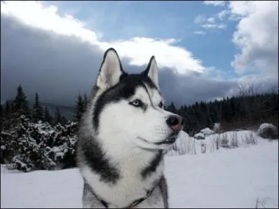 Quelle est cette race de chien ?