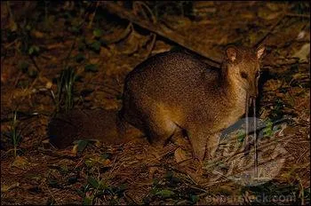 Quel est cet animal, aussi appel falanouc ?