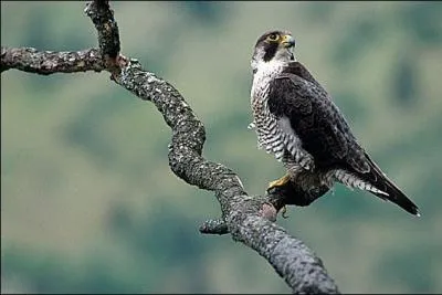 Je vous prsente l'oiseau le plus rapide de la Terre, qui peut atteindre 180 km/h. Comment s'appelle-t-il ?