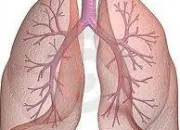 Quiz La respiration des tres vivants