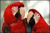 Les aras rouges sont des oiseaux trs sociaux. Ils vivent dans les forts tropicales amricaines. Leurs plumes sont essentiellement ... .