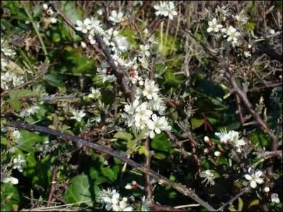 Ce sont des fleurs de printemps poussant sur un arbuste pineux, de la famille des Rosaceae. On fait de l'eau-de-vie avec les petits fruits.