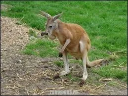 Le plus facile, il vit en australie et est herbivore. Lequel est-ce ?