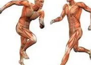 Quiz Les muscles du corps humain