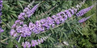 Quel est l'autre nom de l'agnus-castus ?