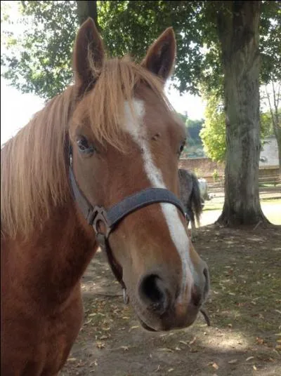 Quelle est la robe de ce poney ?