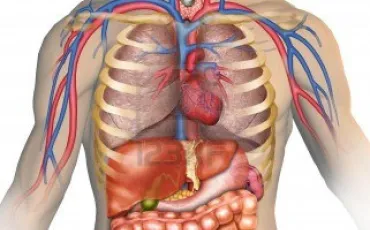 Quiz Anatomie