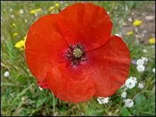 Que signifie cette belle fleur rouge nomme coquelicot ?